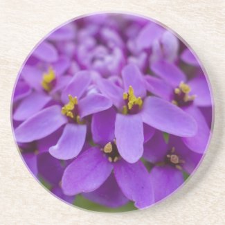 Purple Wildflower Coaster coaster