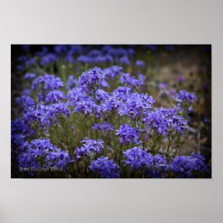 Purple Wildflower Poster print