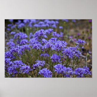 Purple Wildflower Poster 2 print