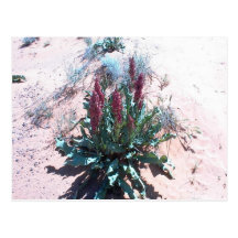 Purple Wildflowers Post Card