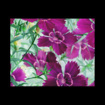 Purple wildflowers canvas prints