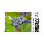 Purple Winery Grapes at Harvest postage
