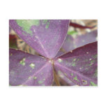 Purple Wings Postcard