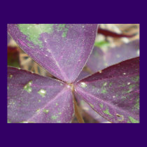 Purple Wings posters