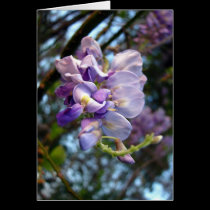 Purple Wisteria Card cards