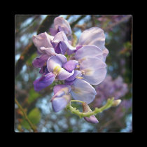 Purple Wisteria Magnet magnets