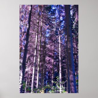 purple woods poster print