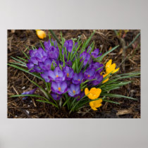 Purple & Yellow Crocuses DSC5930 Posters