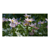 Purple & Yellow Tulips DSC0853 Picture Card