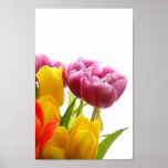 Purple & Yellow Tulips Poster