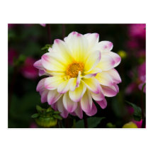 Purple, Yellow & White Dahlia Postcards
