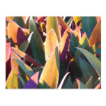 Purples & Golds Post Cards