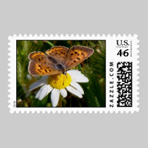 Purplish Copper Stamp stamps