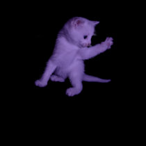 'Purplish Kitty' Shirt