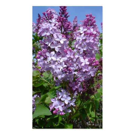 Purplke Lilacs in Bloom-custom color Business Card Templates (back side)