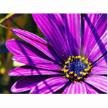 Púrpura del polen de las flores escultura fotográfica
