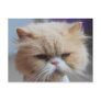 Purr-fect Persian Cat Postcard