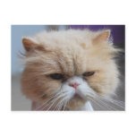 Purr-fect Persian Cat Postcard
