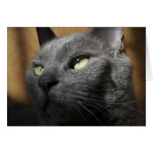 purr greeting cards