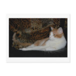Purr on the Wild Side Postcard