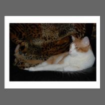 Purr on the Wild Side Postcard postcards