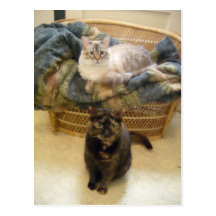 Purrfect Posing Puddies Postcard