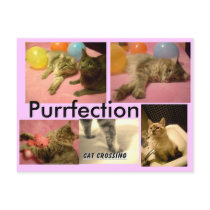 purrfection postcard