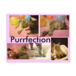 purrfection postcard