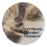 Purrfectly spoiled stickers stickers
