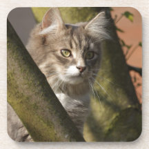 Pussy Cat Drink Coaster