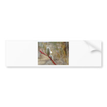 Pussy Willow bumper stickers