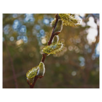 Pussy Willow Full Color Flyer