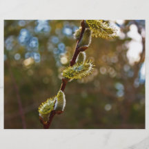 Pussy Willow Full Color Flyer