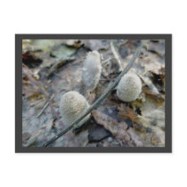 Pussy Willow Mushroom Postcard