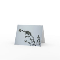 Pussy Willow Note Card