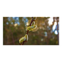 Pussy Willow Photo Greeting Card