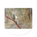Pussy Willow stickers