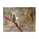 Pussy Willow t-shirts