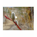 Pussy Willow t-shirts