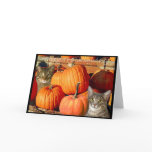 Pussycats and Pumpkins Cards