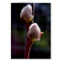Pussywillow buds in spring cards