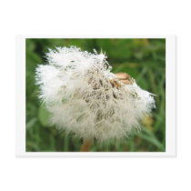 Pusteblume mit Morgentau postcards