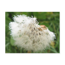 Pusteblume postkarten