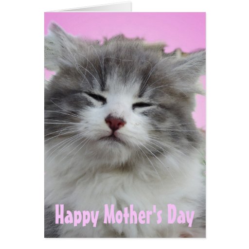 Put on a Happy Face   Kitten Greeting Cards