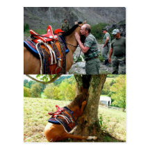 Putin And A Horse  Владимир Путин Поцелуй Смерти Post Card