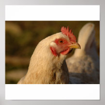 Putting hen print