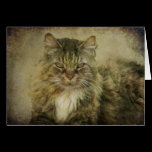 Putz the Cat cards