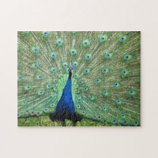 Puzzle - proud peacock