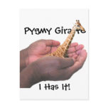 Pygmy Giraffe Postcard