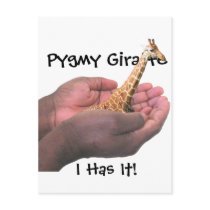 Pygmy Giraffe Postcard